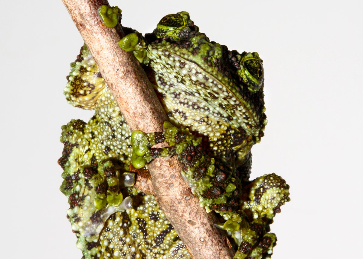 Vietnamese mossy frog clinging to a stick