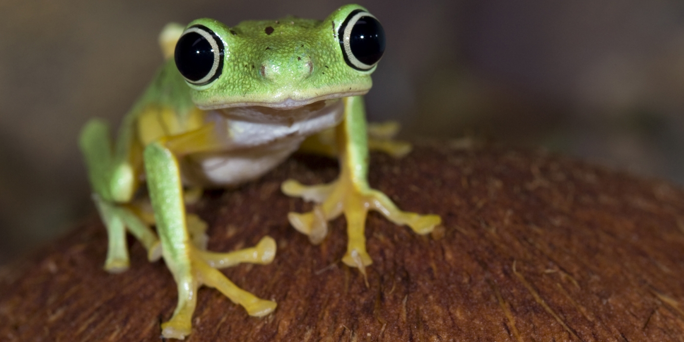 Lemur frog on a coconut shell