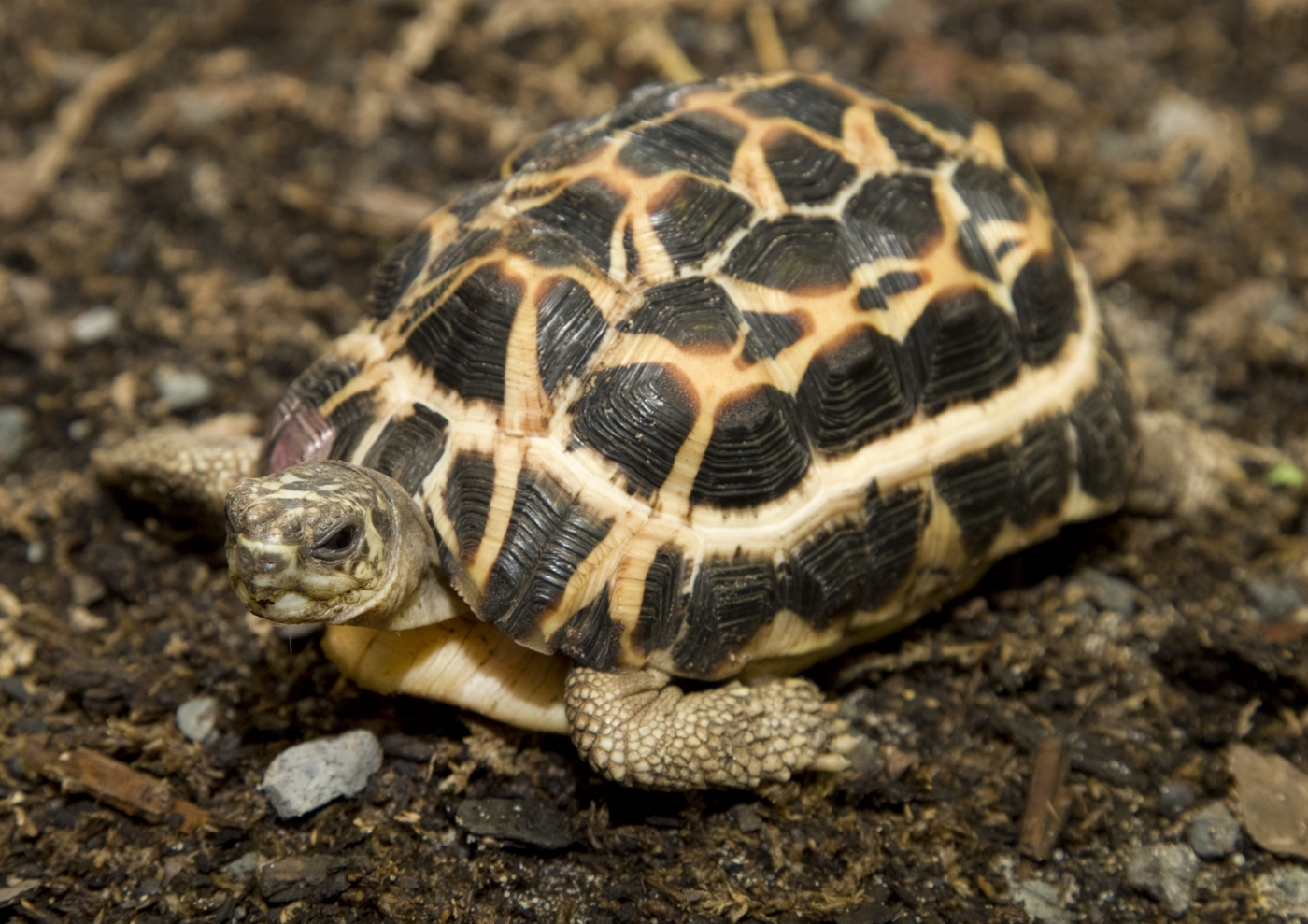 Spider Tortoise