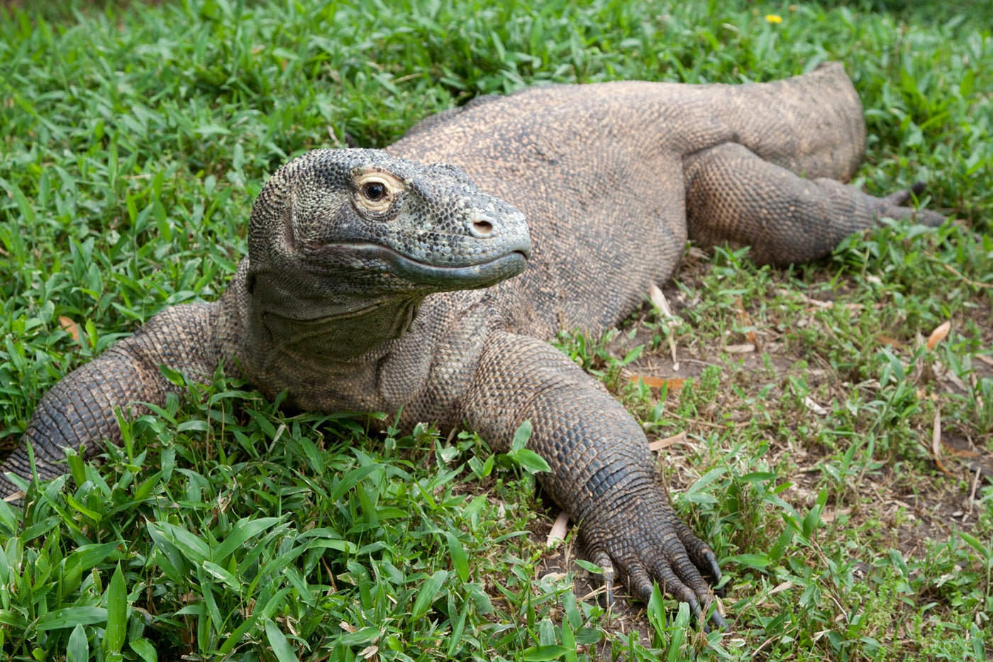 A large Komodo dragon with a heavy body, large claws and thick, scaly skin rests in a grassy yard.