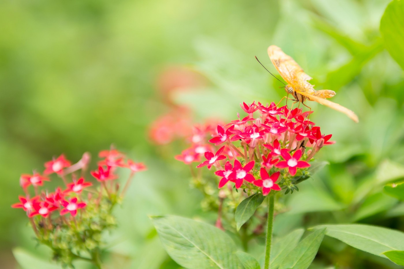 A butterfly on a flower