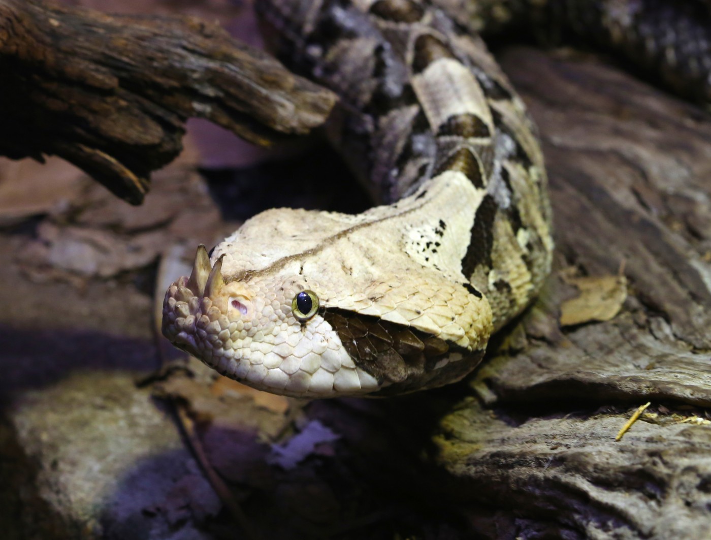 Gaboon Viper