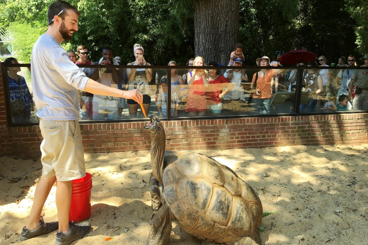 Keeper Matt Neff dangles a carrot above an Aldabra tortoise's mouth to demonstrate how they reach for food in the trees.