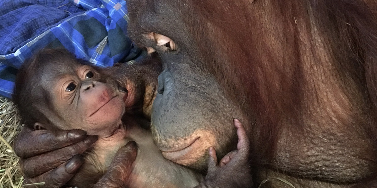 Bornean orangutan Redd was born to mother Batang (pictured here) and father Kyle Sept. 12, 2016. Batang cradles her newborn son, Redd, moments after his birth Sept. 12, 2016.