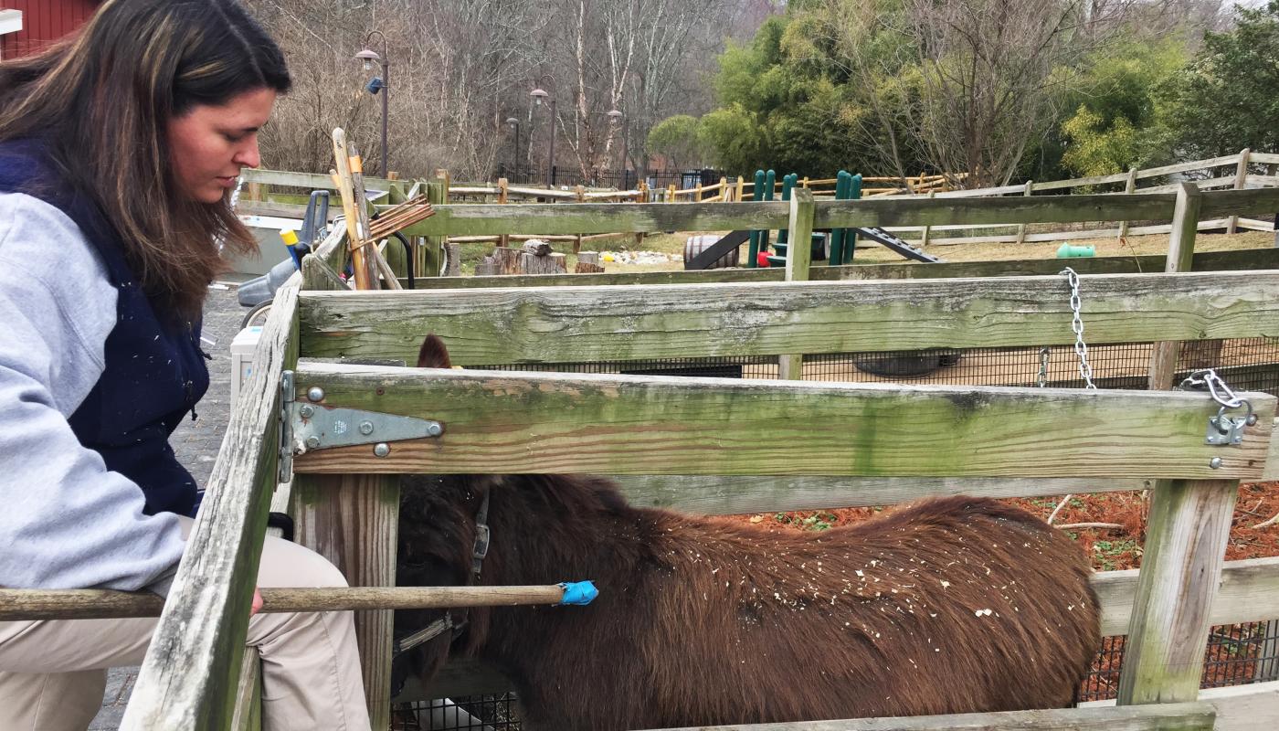 Keeper Nikki Maticic trains miniature donkey Pat for veterinary procedures.