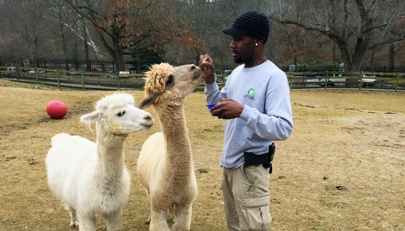Keeper John "JT" Taylor target trains alpacas Cirrus (left) and Orion (right).