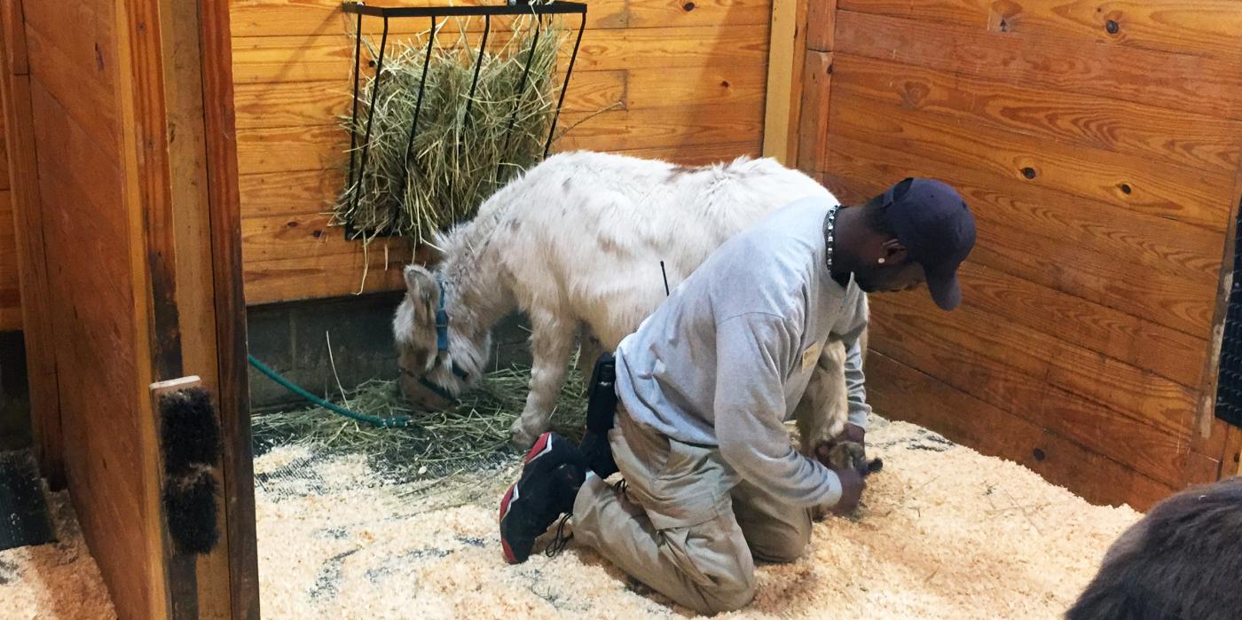 John "JT" Taylor cleans miniature donkey George's hooves.