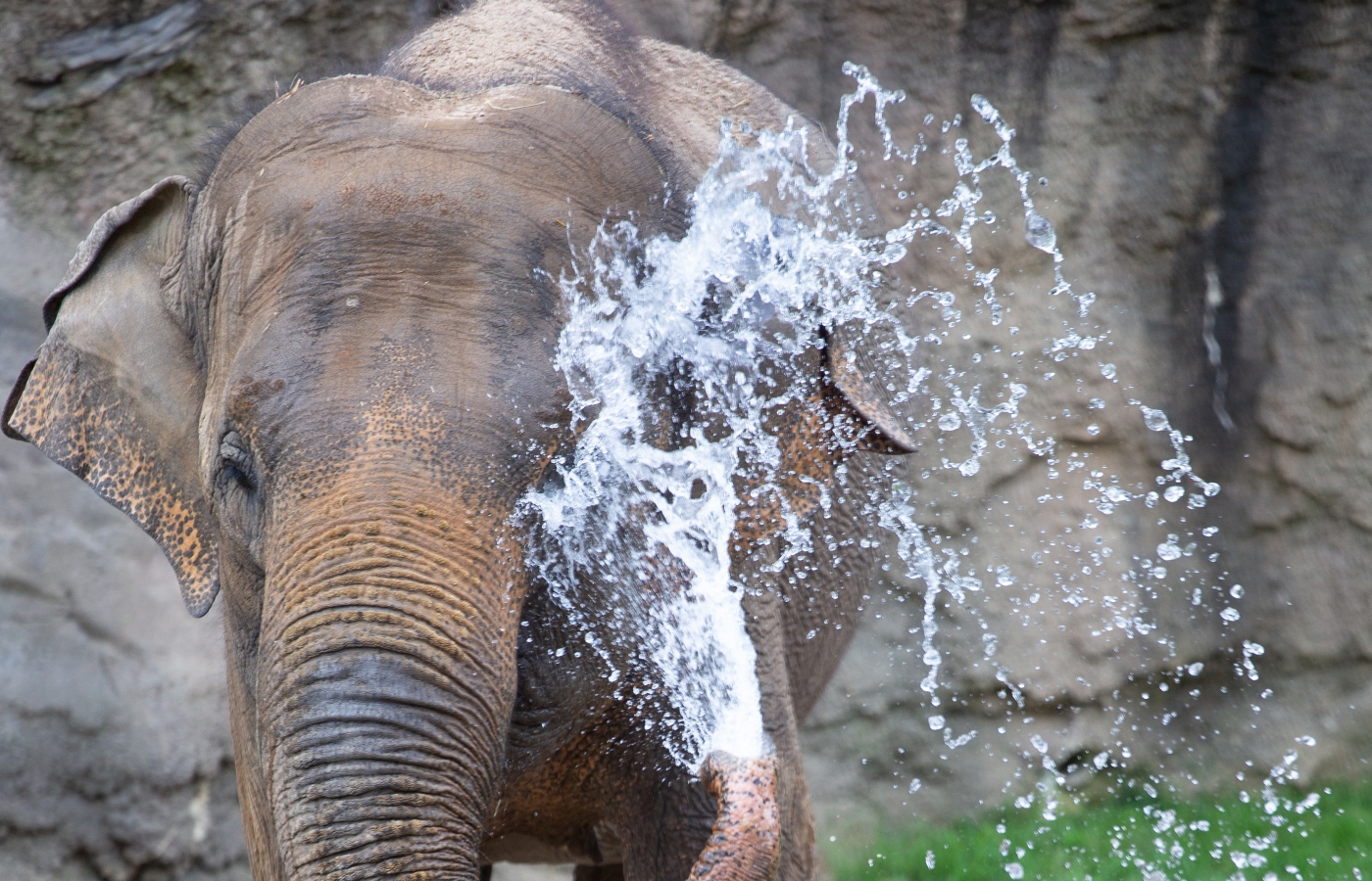 Elephant Maharani sprays herself with water from her trunk.