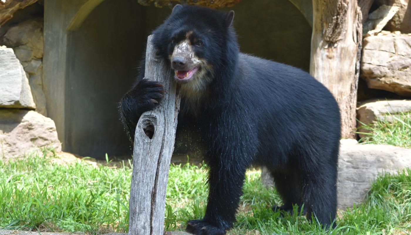 Andean Bear Beorn