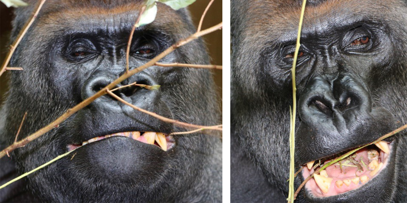 Western lowland gorilla Baraka enjoys some browse.