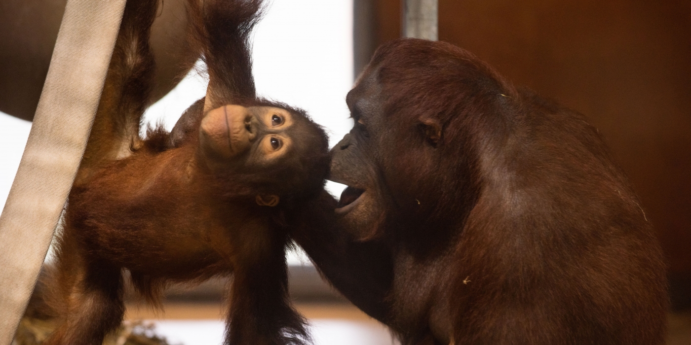 Orangutans Redd and Batang play together at Think Tank.