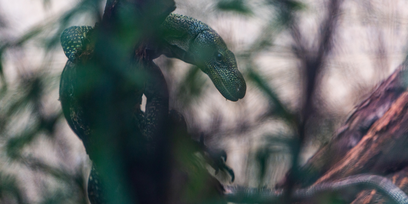 Crocodile monitor in a tree at the Reptile Discovery Center