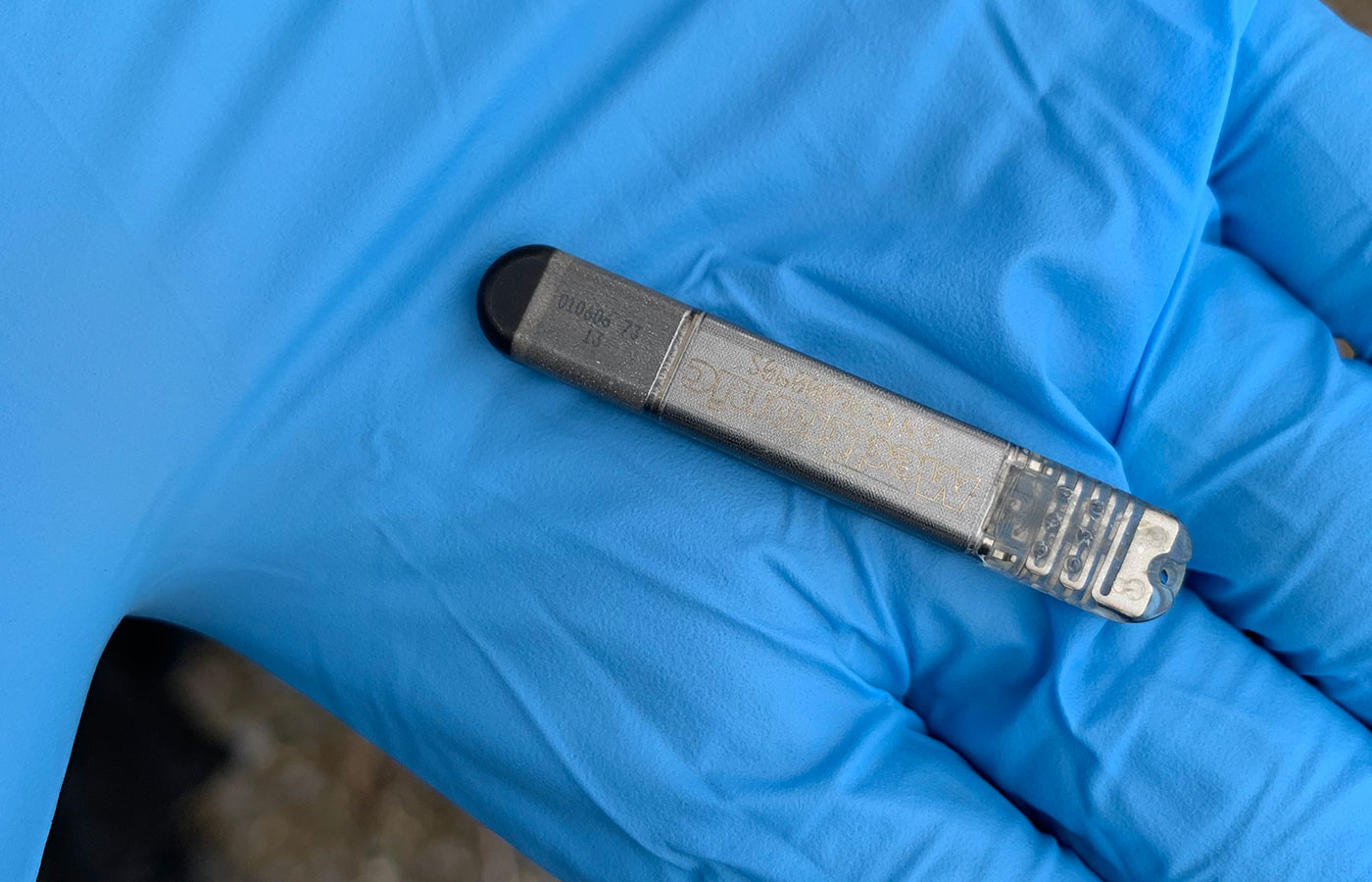 A close-up photo of a heart rate monitor used in a maned wolf heart rate monitoring study.