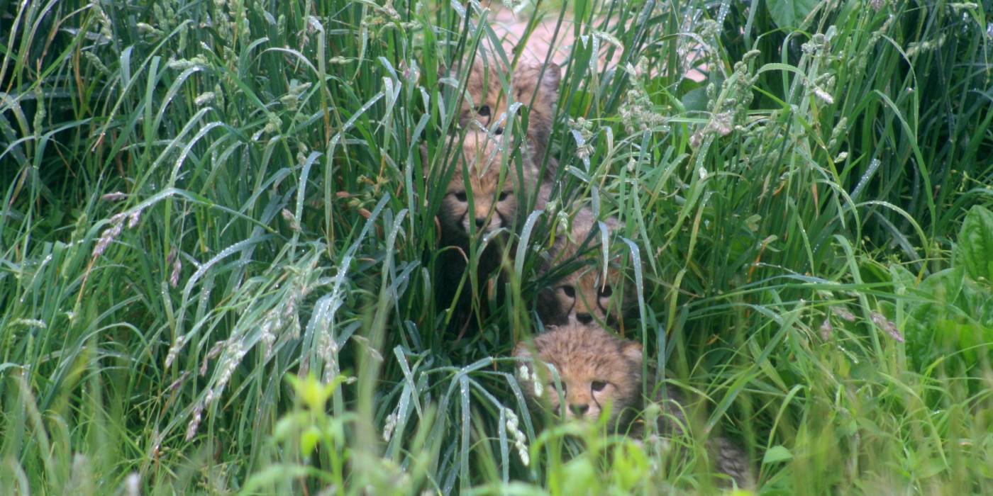 Cheetah cubs hiding in wet grass.