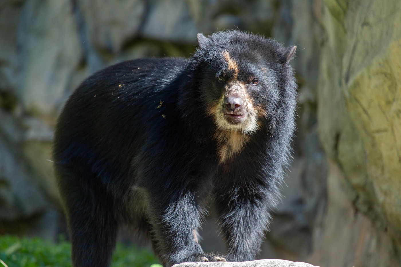 Andean bear Brienne