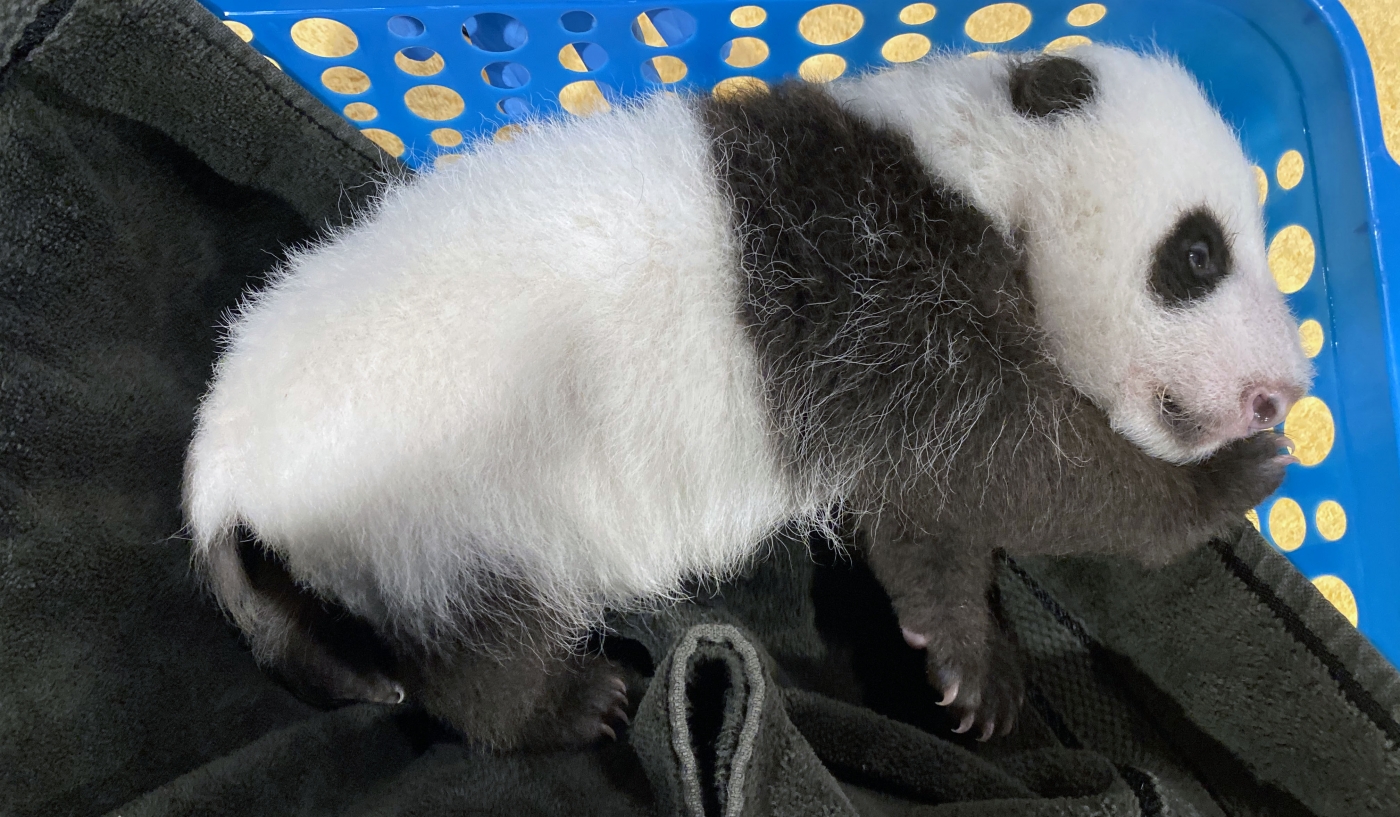 The Smithsonian's National Zoo's giant panda cub weighs 4.5 pounds.