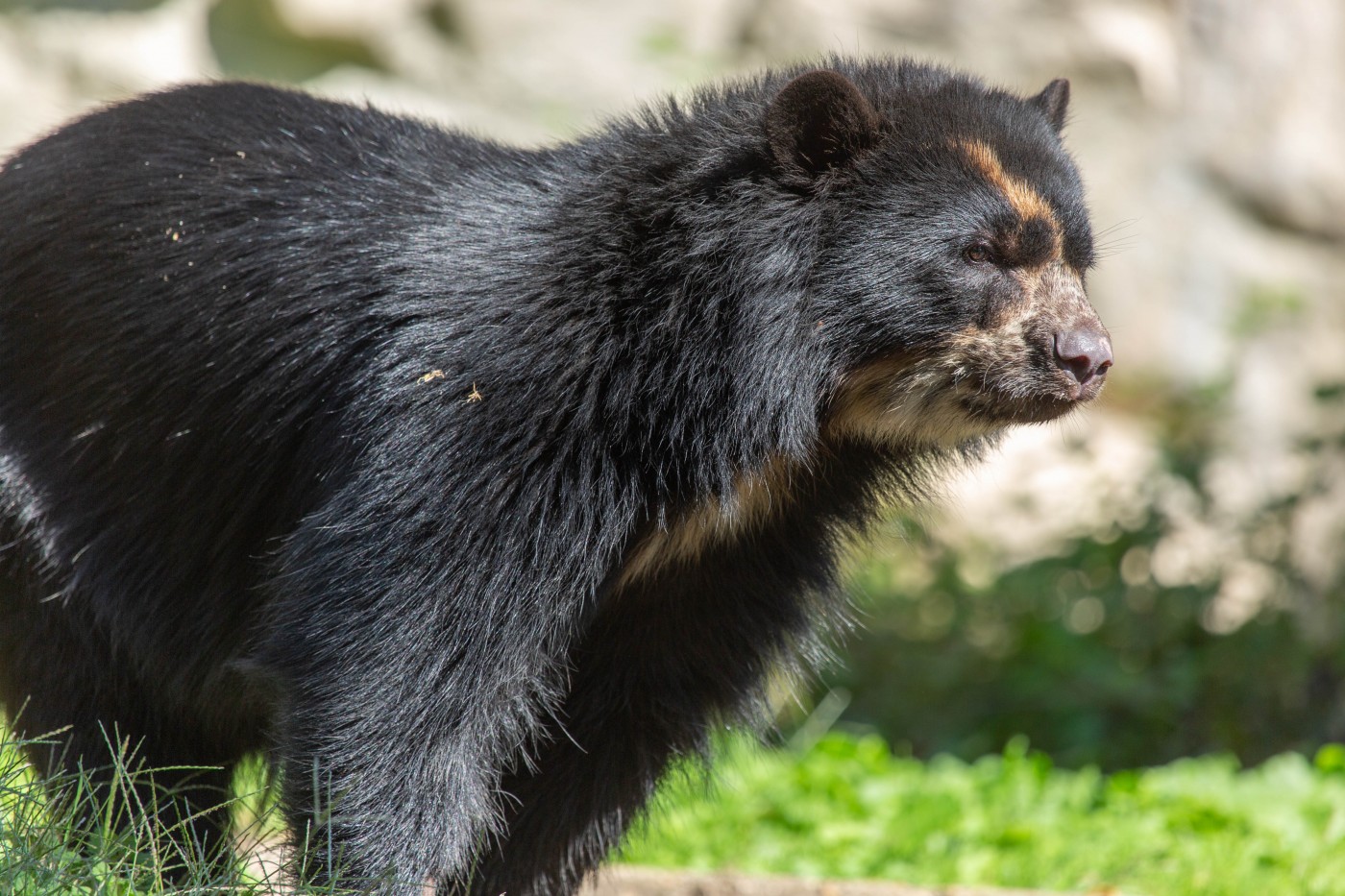 Andean Bear Brienne