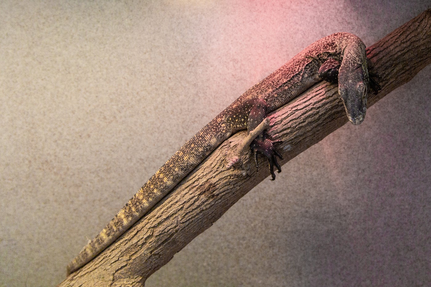  A young Komodo dragon (monitor lizard) with a long, slender body resting on a tree branch