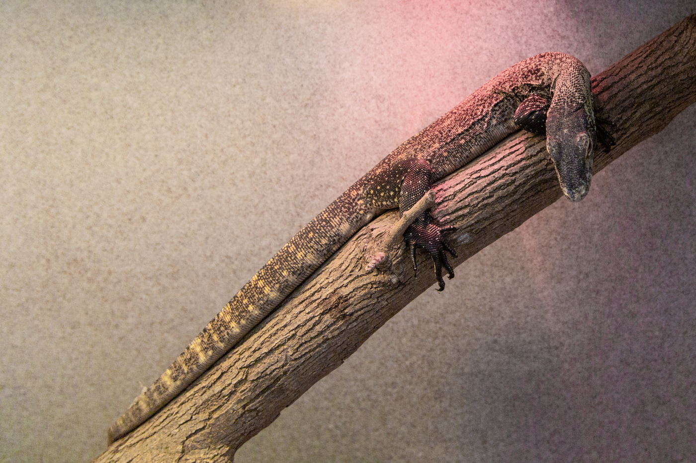 A young Komodo dragon (monitor lizard) with a long, slender body resting on a tree branch