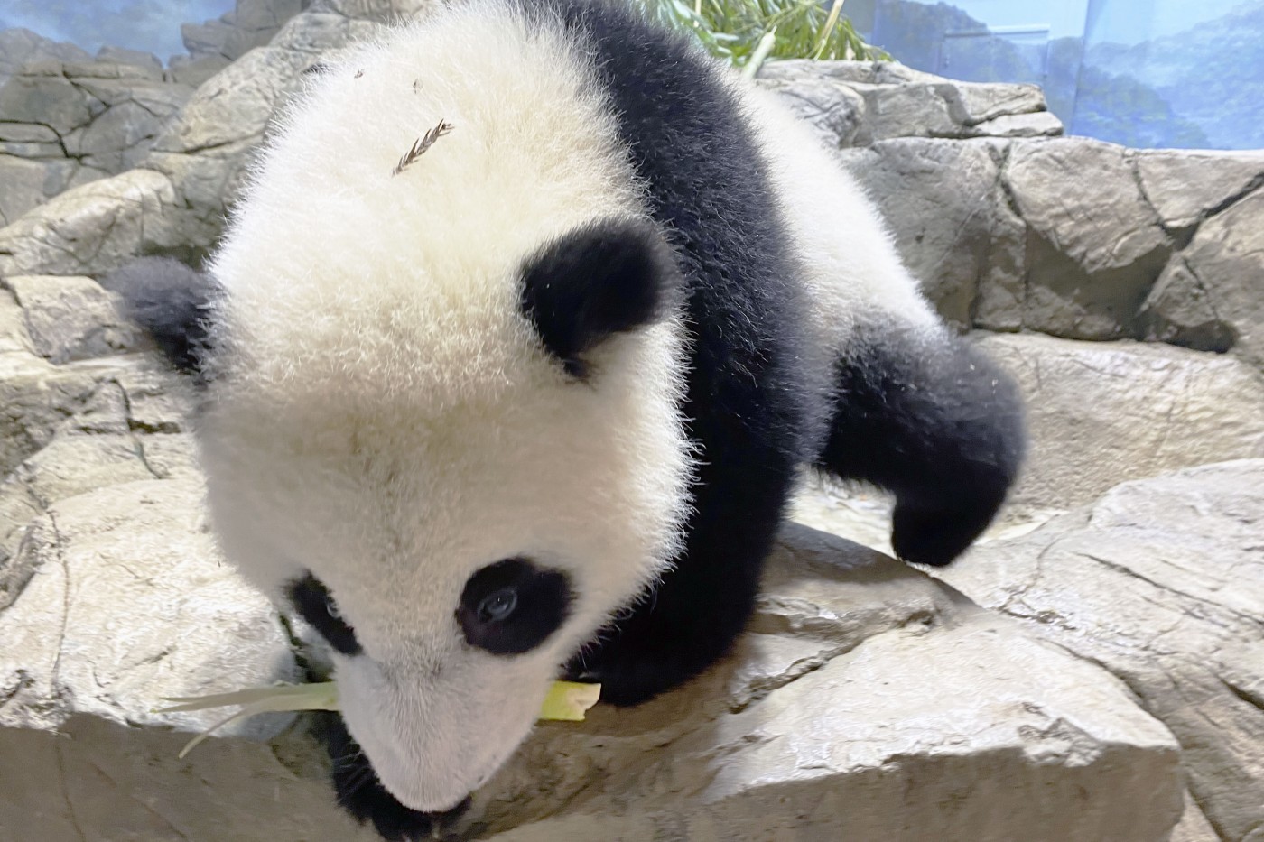 Giant panda cub carries a bamboo shoot across the rockwork of his indoor exhibit.