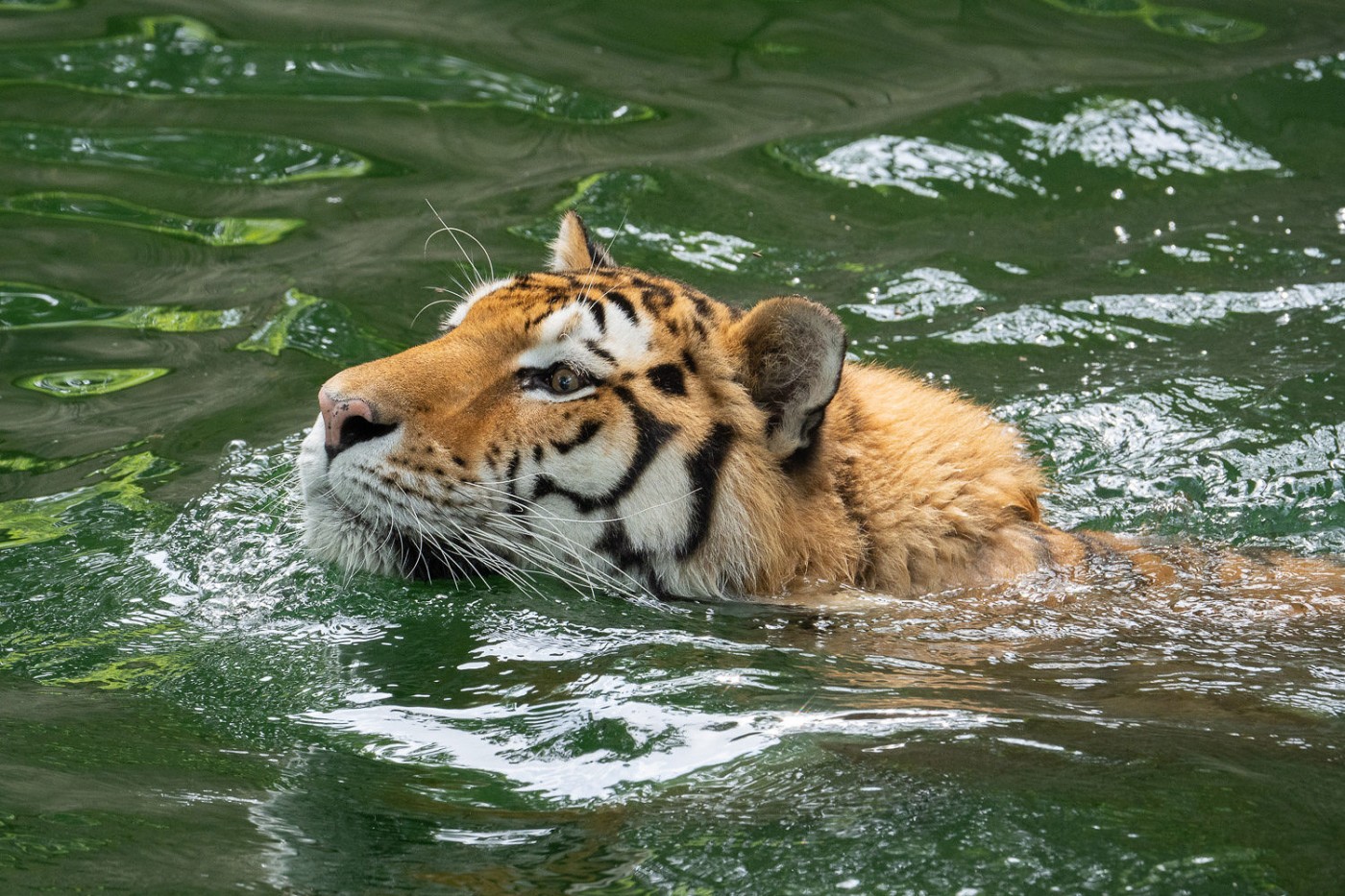 Amur tiger Metis goes for a swim in the moat of the Great Cats habitat.