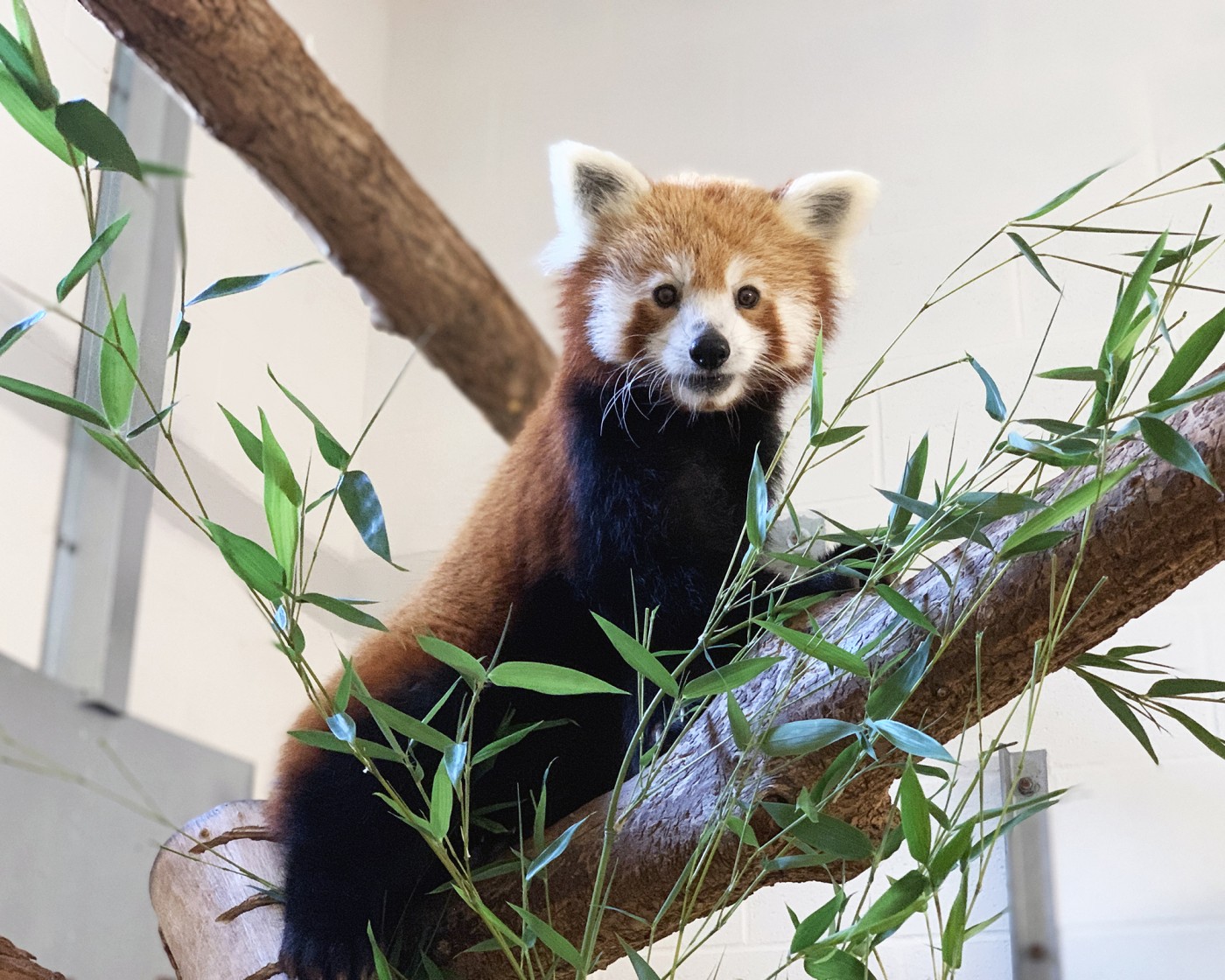 Male red panda Rocket snacks on bamboo.