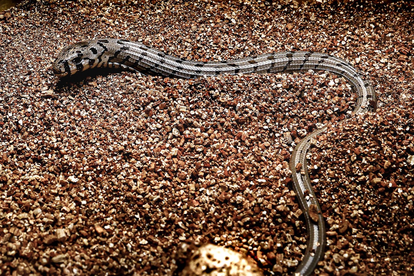 European glass lizard hatchling next to its egg. 