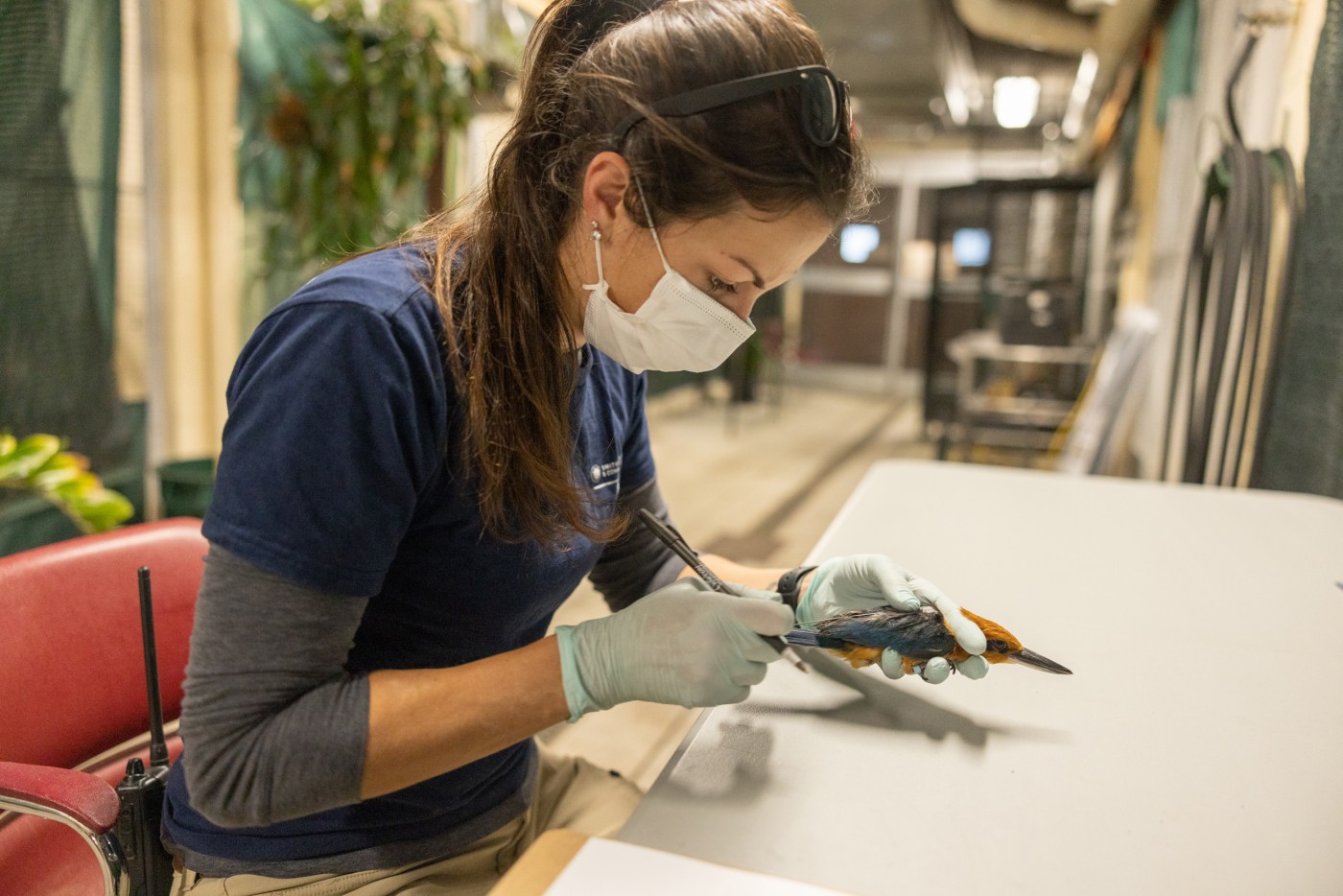 An animal keeper sitting at a table attaches a transmitter to a male Guam kingfisher bird