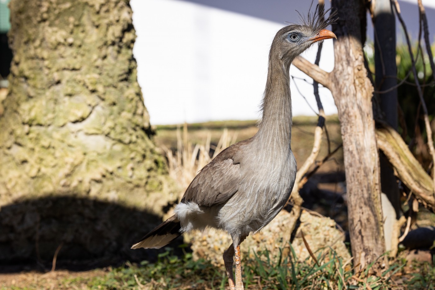 Red legged seriema in an exhibit yard at the Zoo.