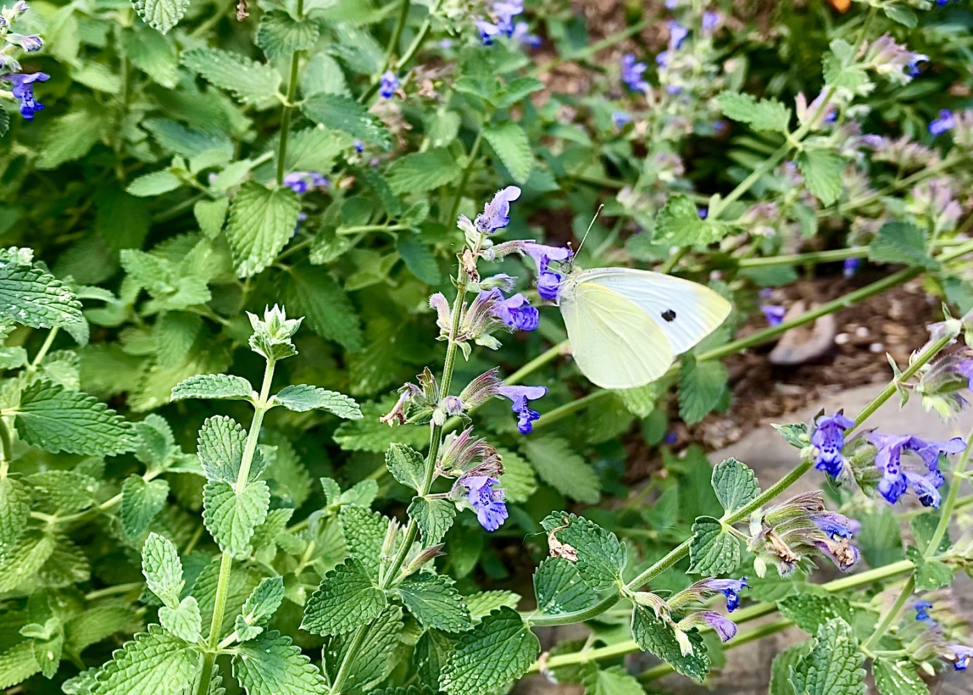 A paperwhite butterfly sips nectar from a flower at the Zoo in Your Backyard exhibit.