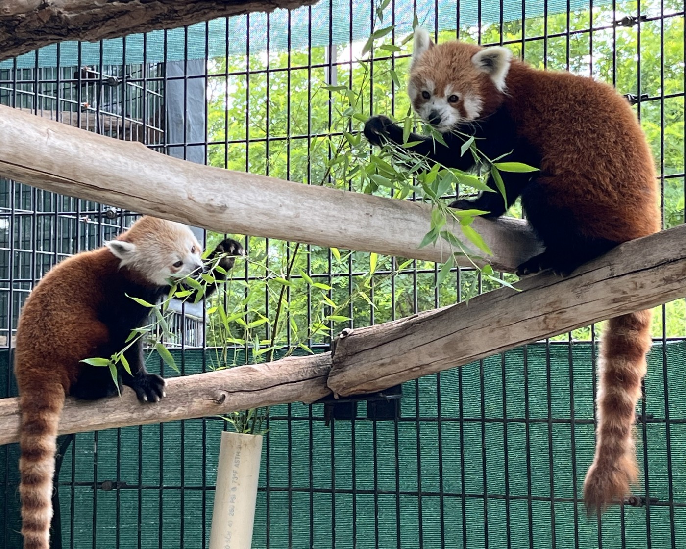Red pandas Rocket and Xena snack on bamboo in their enclosure.
