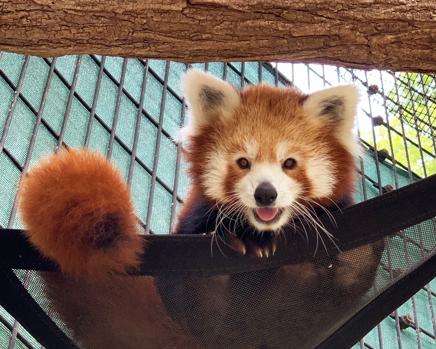 Red panda Rocket rests in a hammock.