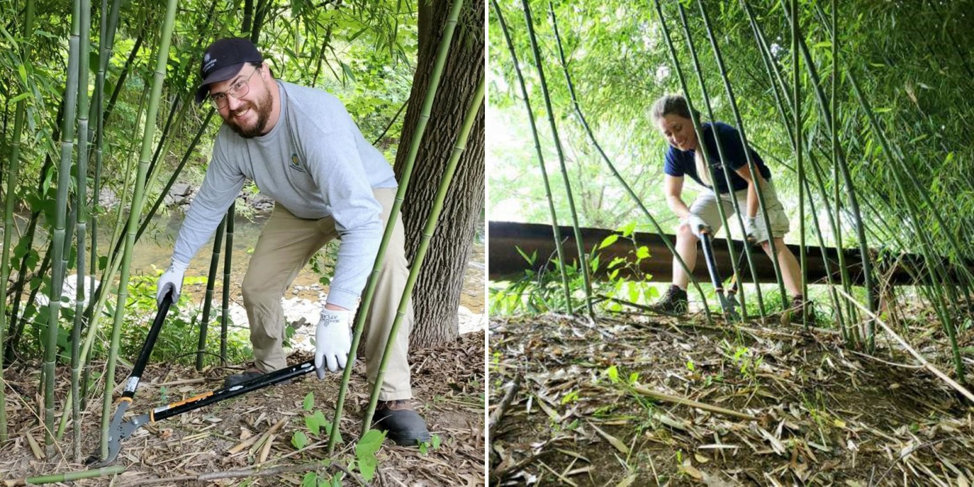 Nate and Jen collecting bamboo and browse