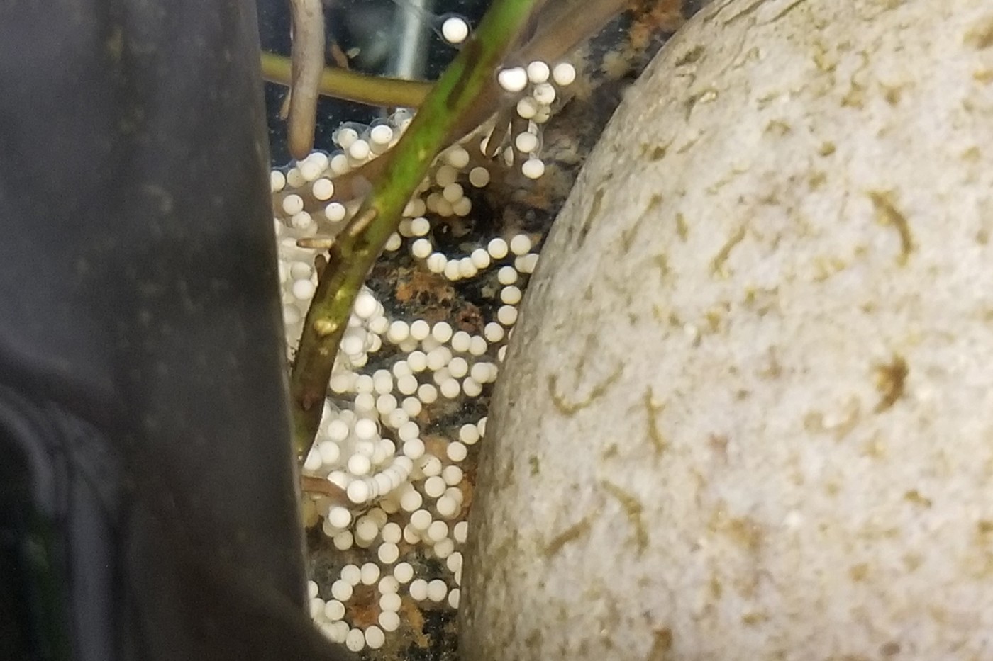 A string of Panamanian golden frog eggs. 