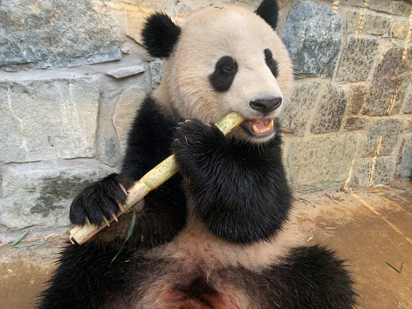 Giant panda Xiao Qi Ji snacks on a piece of sugar cane outside the Panda House Dec. 8, 2022.