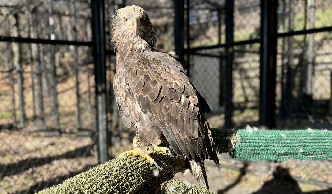 Acadia, a 1-year-old female bald eagle, stands on a perch in her outdoor yard. The perch looks like a thick branch covered in a olive green rough felt. There is another perch behind Acadia covered in a lighter green rough felt.
