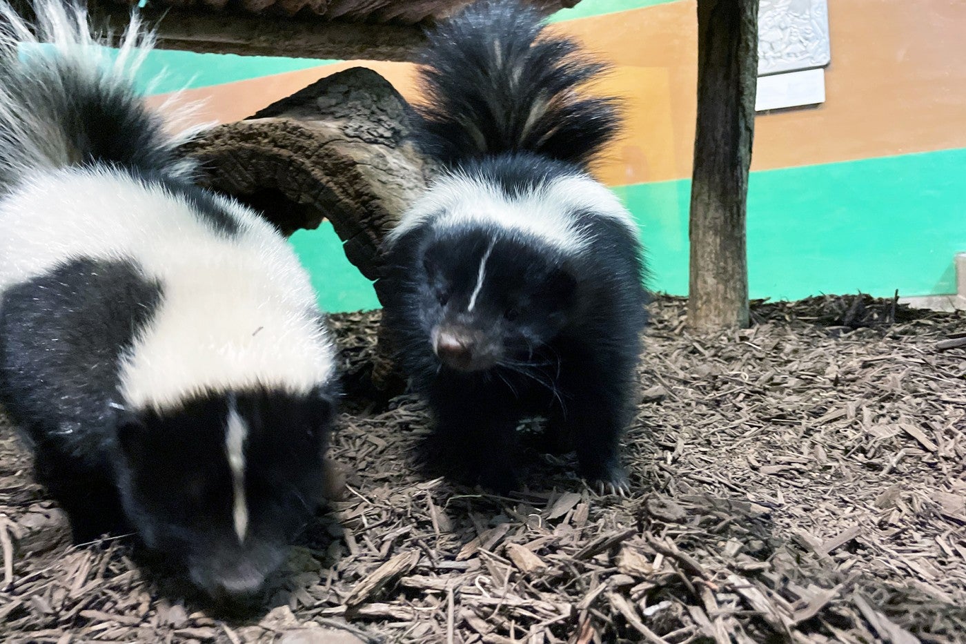 Skunk brothers Sauerkraut and Pigpen forage for food in their habitat at the Small Mammal House. 