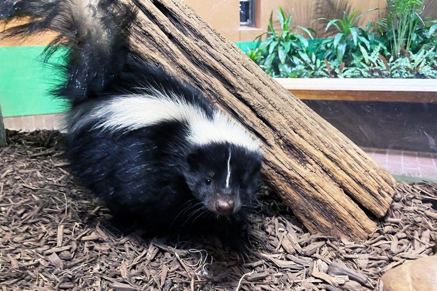 Skunk Pigpen explores his habitat in the Small Mammal House. 