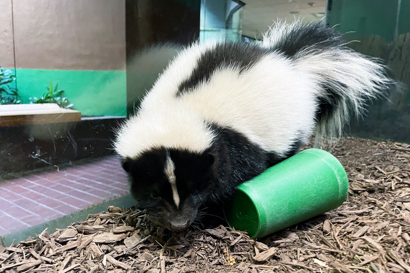 Skunk Sauerkraut explores an enrichment toy. 