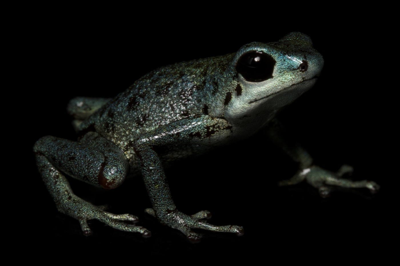 Vicinte's poison dart frog on a black background. 