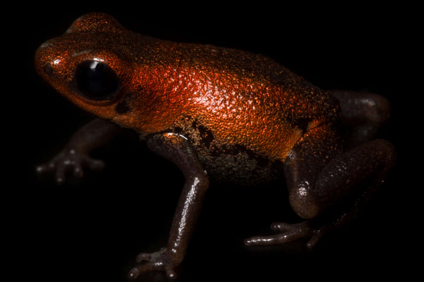 Geminis' poison dart frog on a black background. 