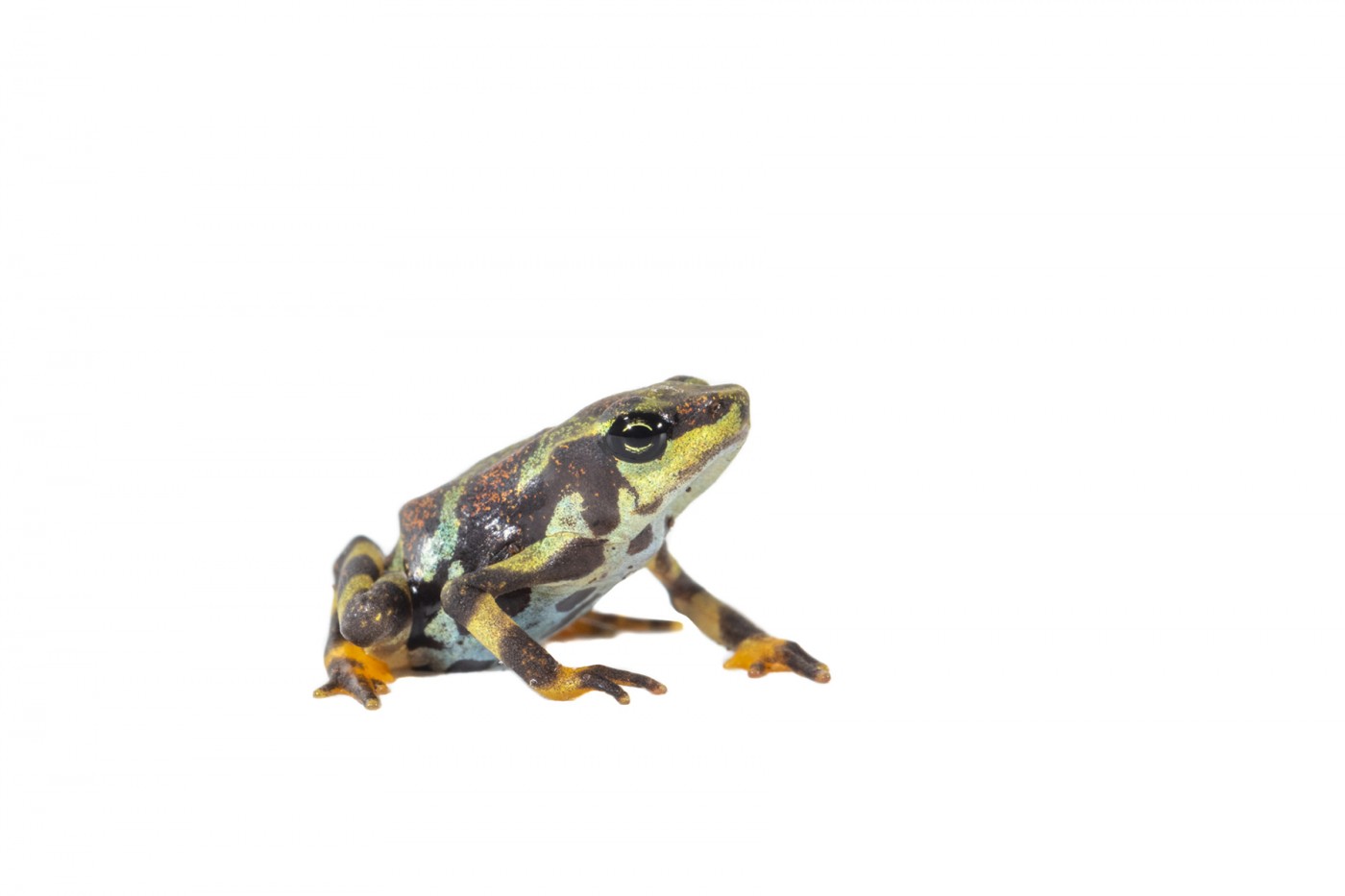 A Panamanian golden frog toadlet sporting black, green, orange and yellow skin.