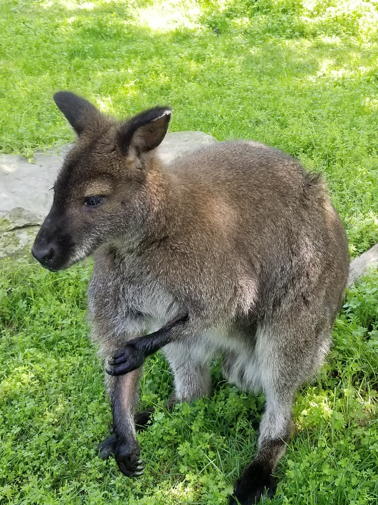 Photo of a Bennett's Wallaby standing in a grassy field.