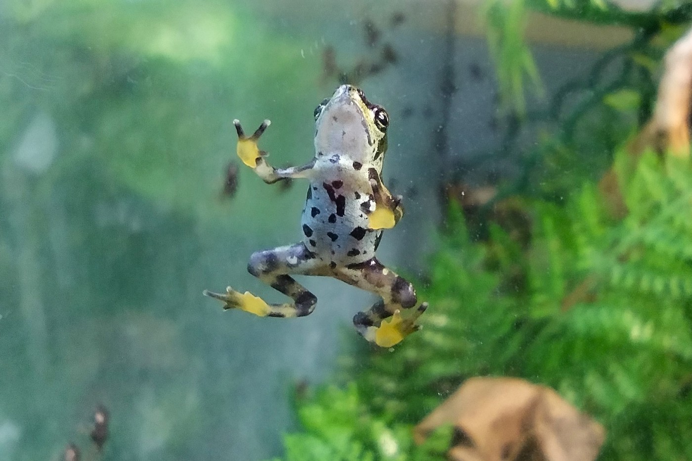 A Panamanian golden frog hatchling climbs up the glass of its enclosure. 