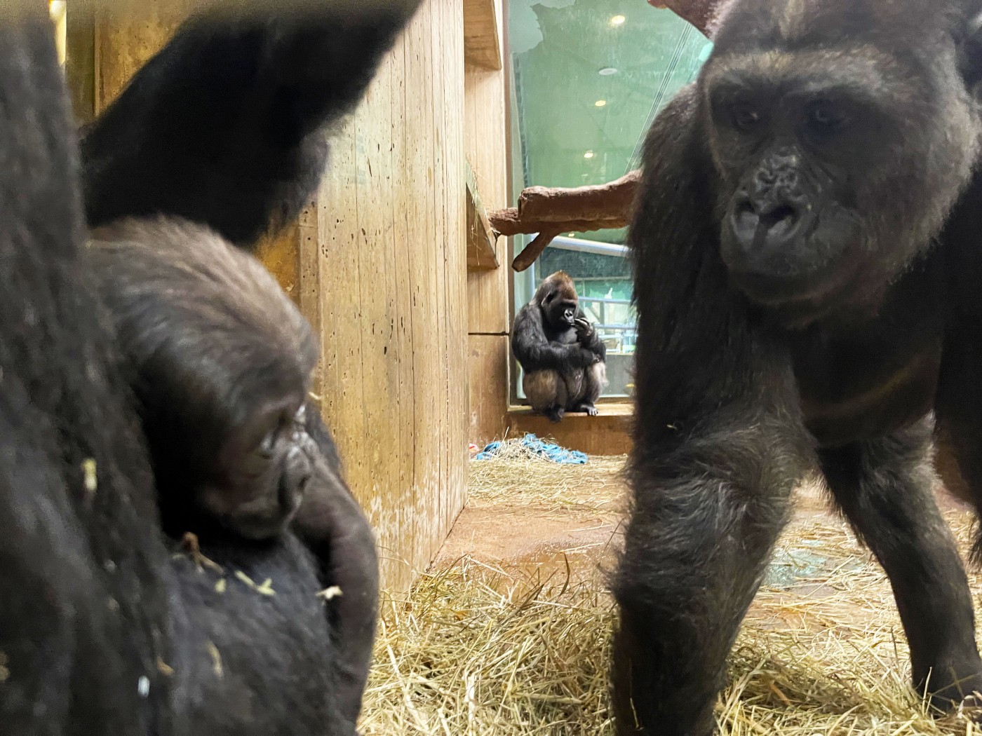 Western lowland gorilla Calaya cradles Zahra while big brother Moke gets an up-close look at his new little sister.