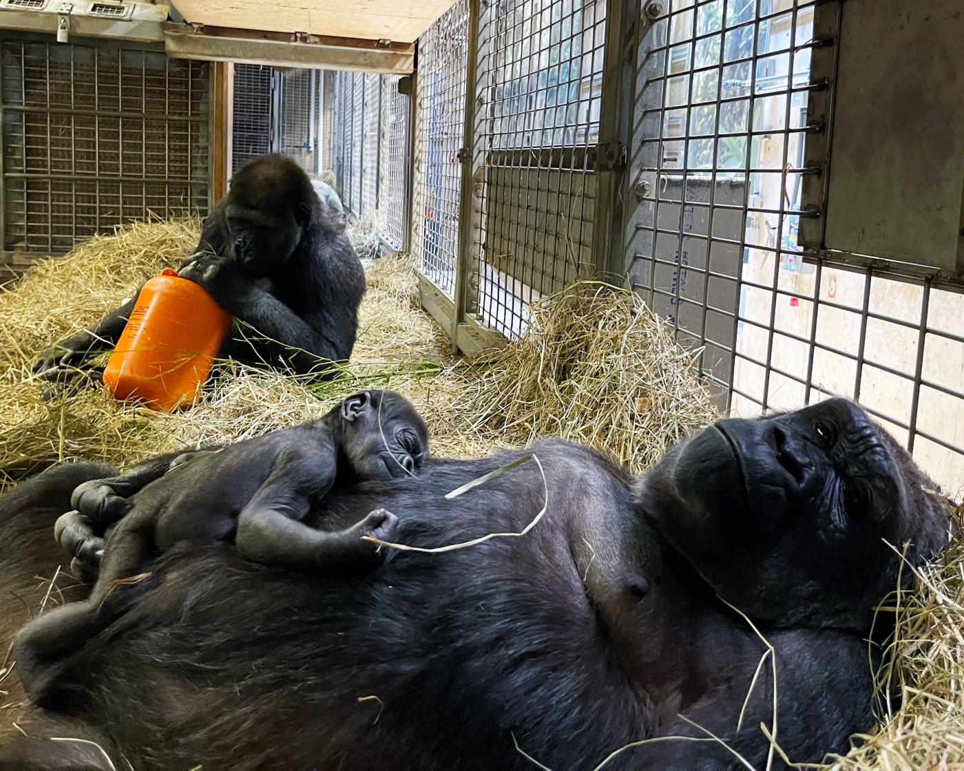 Gorilla mother Calaya rests in a nest of hay holding her daughter, Zahra. Her son Moke sits in a nearby nest, playing with an orange enrichment item.