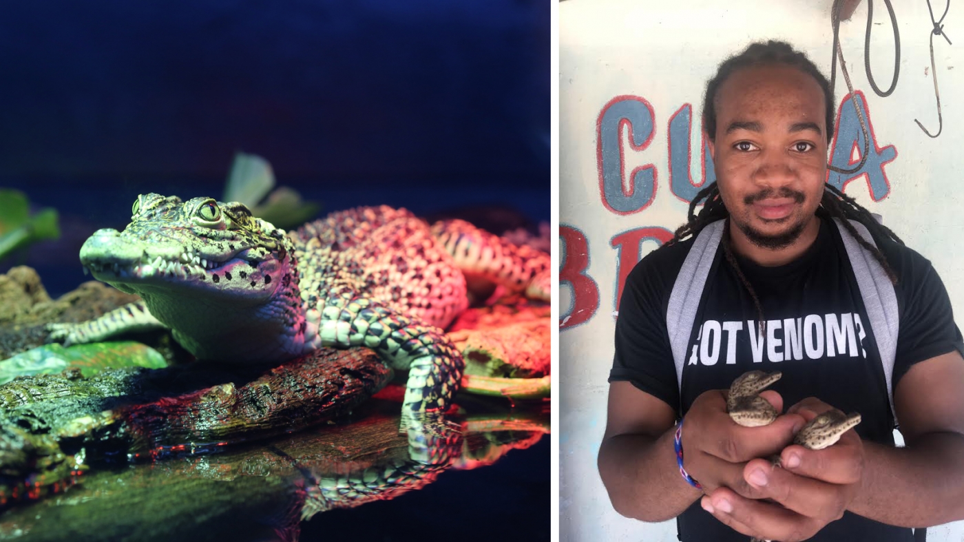 Left: Cuban crocodile Right: Kyle holding three Cuban crocodile babies in Cuba