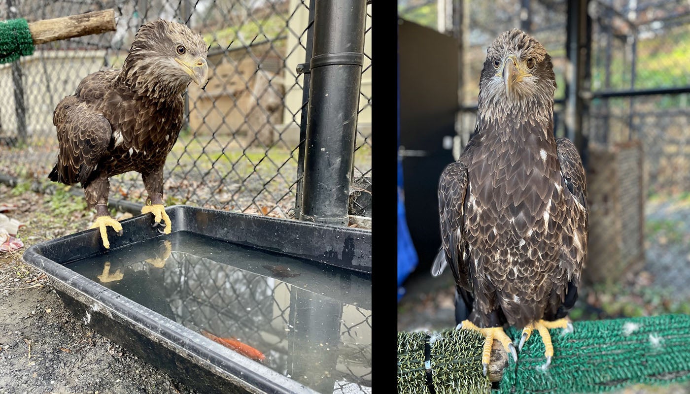Two photos sit side-by-side. The left photo shows Acadia, 1-year-old female bald eagle, standing on the end of a metal tray. The tray has water in it and at least one orange fish. In the right photo, Acadia is perched on a branch covered with green felt.