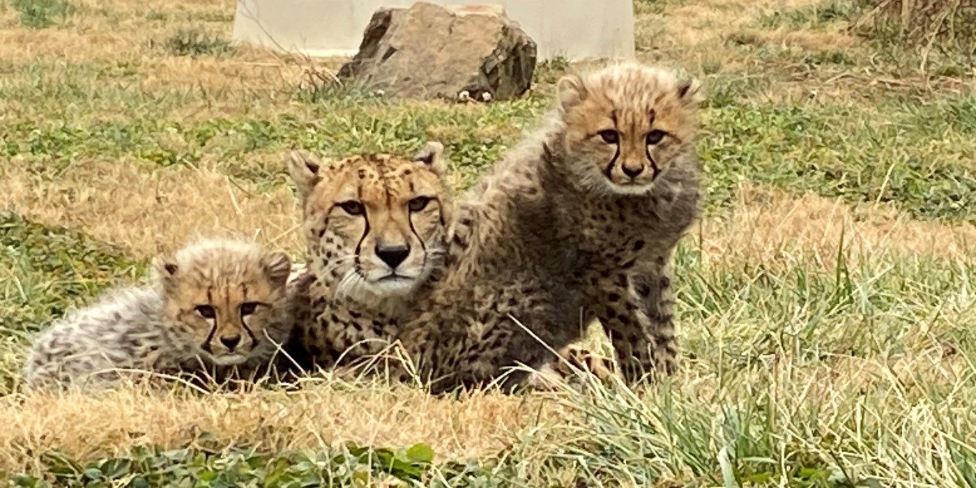 Cheetah mother Amani lays in the tall grass in her yard with her two male cubs. One cubs lays snuggled up next to her on the left and the other sits on the right. All three cheetahs look toward the camera.