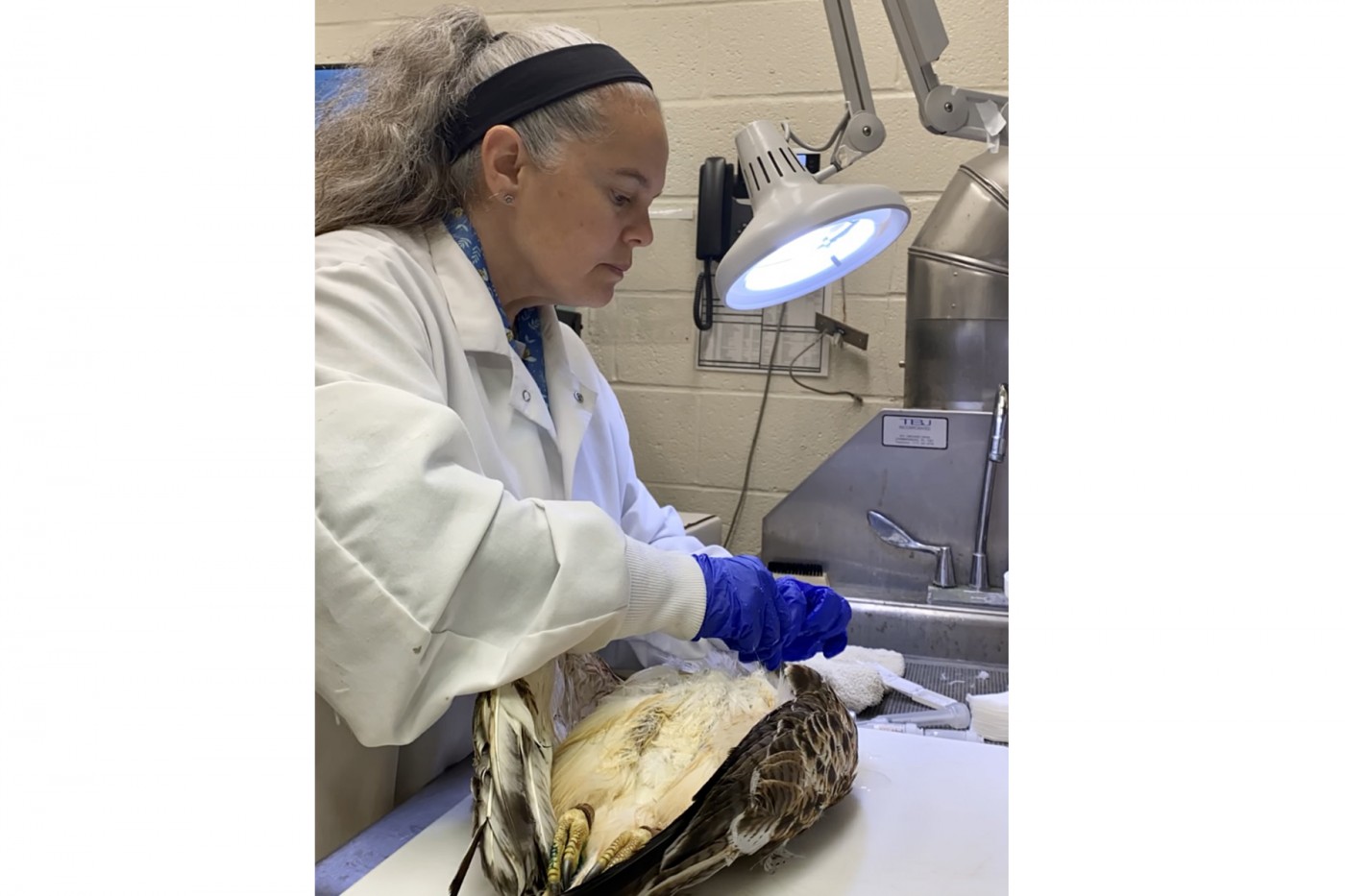 Pattie Walsh performs a necropsy at the Zoo’s pathology lab.